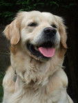 Golden retriever, Ughy - Golden Retriever