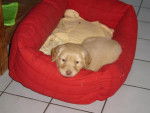 chipper,croisé golden retriever - Golden Retriever