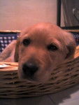golden retriever.chipeur. - Golden Retriever