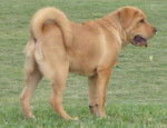 Golden Retriever et ??? :o) - Golden Retriever