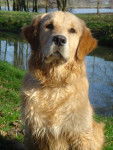 golden retriever - Golden Retriever