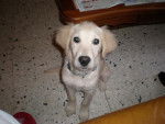 GOLDEN RETRIEVER Cali - Golden Retriever