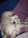 chiot golden retriever de Lovely - Golden Retriever