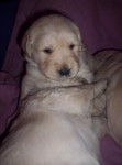 chiot de Lovely golden retriever - Golden Retriever