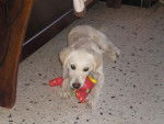 GOLDEN RETRIEVER Cali - Golden Retriever