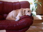 Golden retriever Texas - Golden Retriever