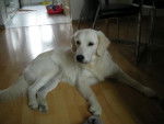 golden retriever dawson - Golden Retriever