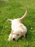 Golden retriever - Golden Retriever
