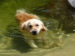 Asko Golden Retriever - Golden Retriever