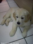 Golden retriever Elyot - Golden Retriever