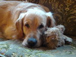 golden retriever Bémol - Golden Retriever