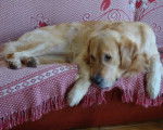 Bémol Golden retriever - Golden Retriever