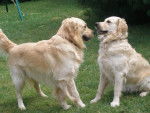 golden retriever - Golden Retriever