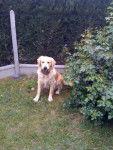 Boris, Golden Retriever - Golden Retriever
