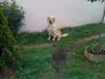 Boris, Golden Retriever - Golden Retriever