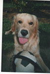 golden retriever SUNNY - Golden Retriever