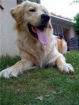 Boris, Golden Retriever - Golden Retriever