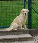 Prunelle - Golden Retriever (3 mois)