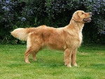 Voallig golden retriever - Golden Retriever