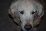 Wendy - Golden Retriever (10 mois)