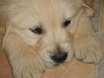 Foxy - Golden Retriever Mâle (3 mois)