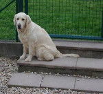 Birdy - Golden Retriever (2 mois)
