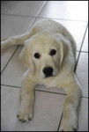 FIDJI Golden Retriever - Golden Retriever
