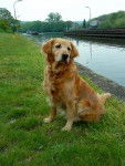 Golden Retriever - TENNESSEE - Golden Retriever