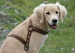 Golden Retriever_Daisy - Golden Retriever