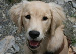 Golden Retriever_Daisy - Golden Retriever