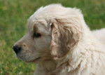 Golden Retriever_Daisy - Golden Retriever