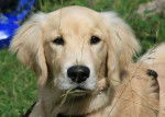 Golden Retriever_Daisy - Golden Retriever
