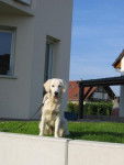 Fanny - Golden Retriever - Golden Retriever