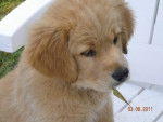 golden retriever gessie - Golden Retriever