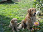gessie et sunny golden retriever - Golden Retriever