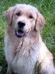 Spouky - Golden Retriever Mâle (1 an)
