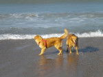 golden retriever gessie et sunny - Golden Retriever