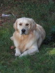 golden-retriever-95882.jpg - Golden Retriever