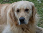 golden-retriever-95499.jpg - Golden Retriever