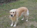 golden-retriever-95494.jpg - Golden Retriever