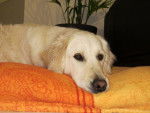 Fanny - Golden Retriever - Golden Retriever