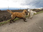 Fanny - Golden Retriever - Golden Retriever