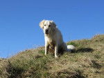 Fanny - Golden Retriever - Golden Retriever