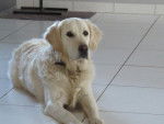 Fanny - Golden Retriever - Golden Retriever