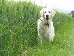 Fanny - Golden Retriever - Golden Retriever
