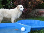 Fanny - Golden Retriever - Golden Retriever