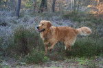 golden retriever "Athos" - Golden Retriever