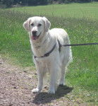 Vanille - Golden Retriever (3 ans)