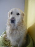 Looping - Golden Retriever Mâle (4 ans)