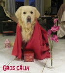 Looping St Valentin - Golden Retriever Mâle (4 ans)